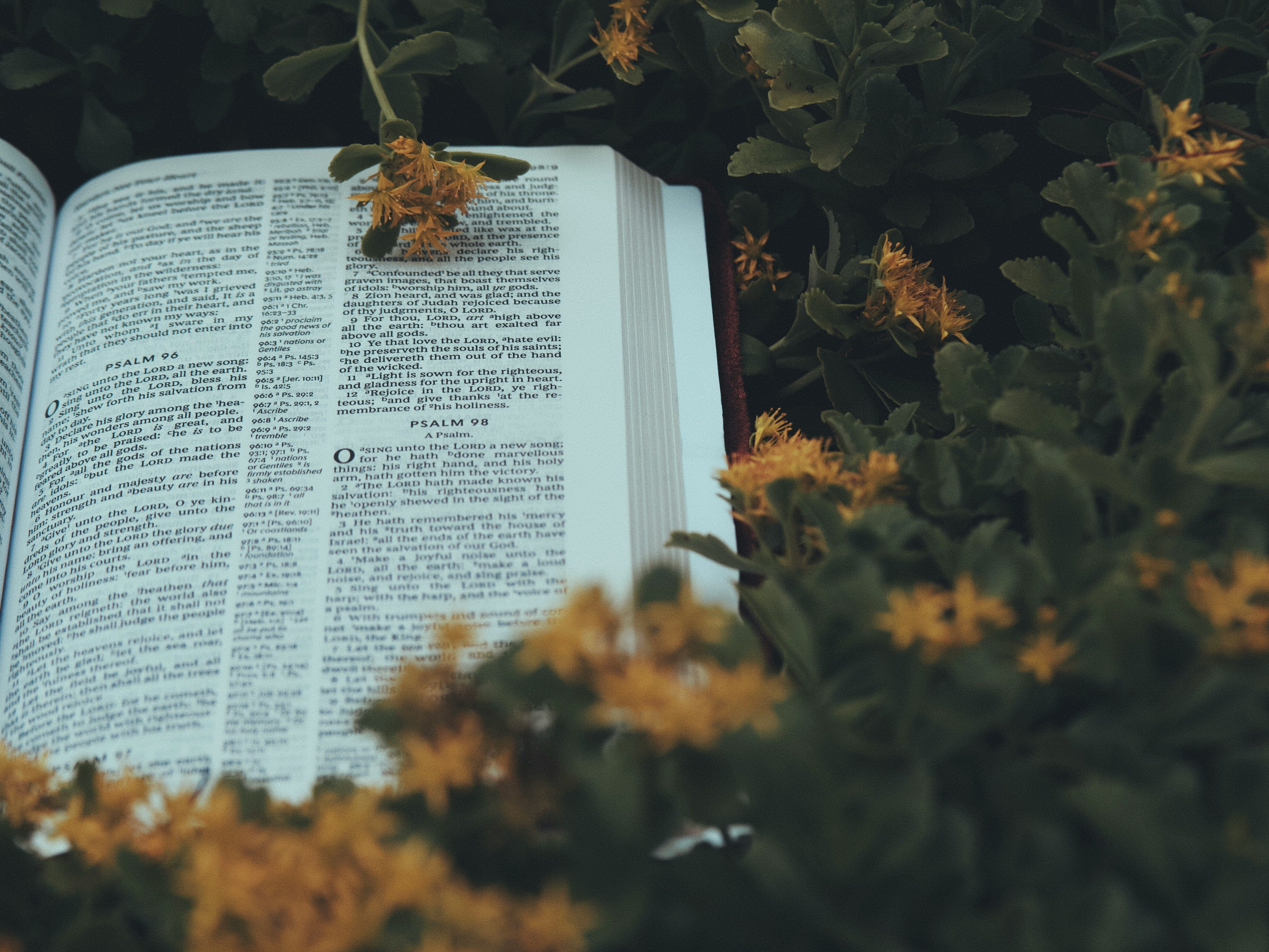 Begin the Journey: Becoming Rooted in God’s Truth